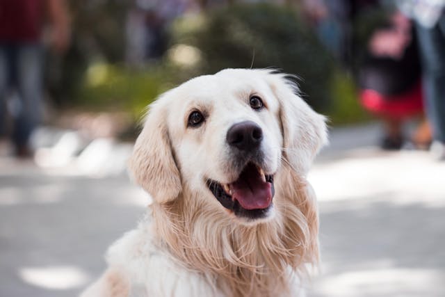 Quant costa realment tenir una mascota